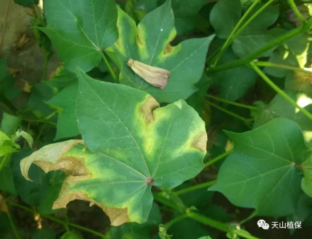 (1)春季4-5 月低溫降雨天氣頻繁,有利於棉花苗期病害的發生