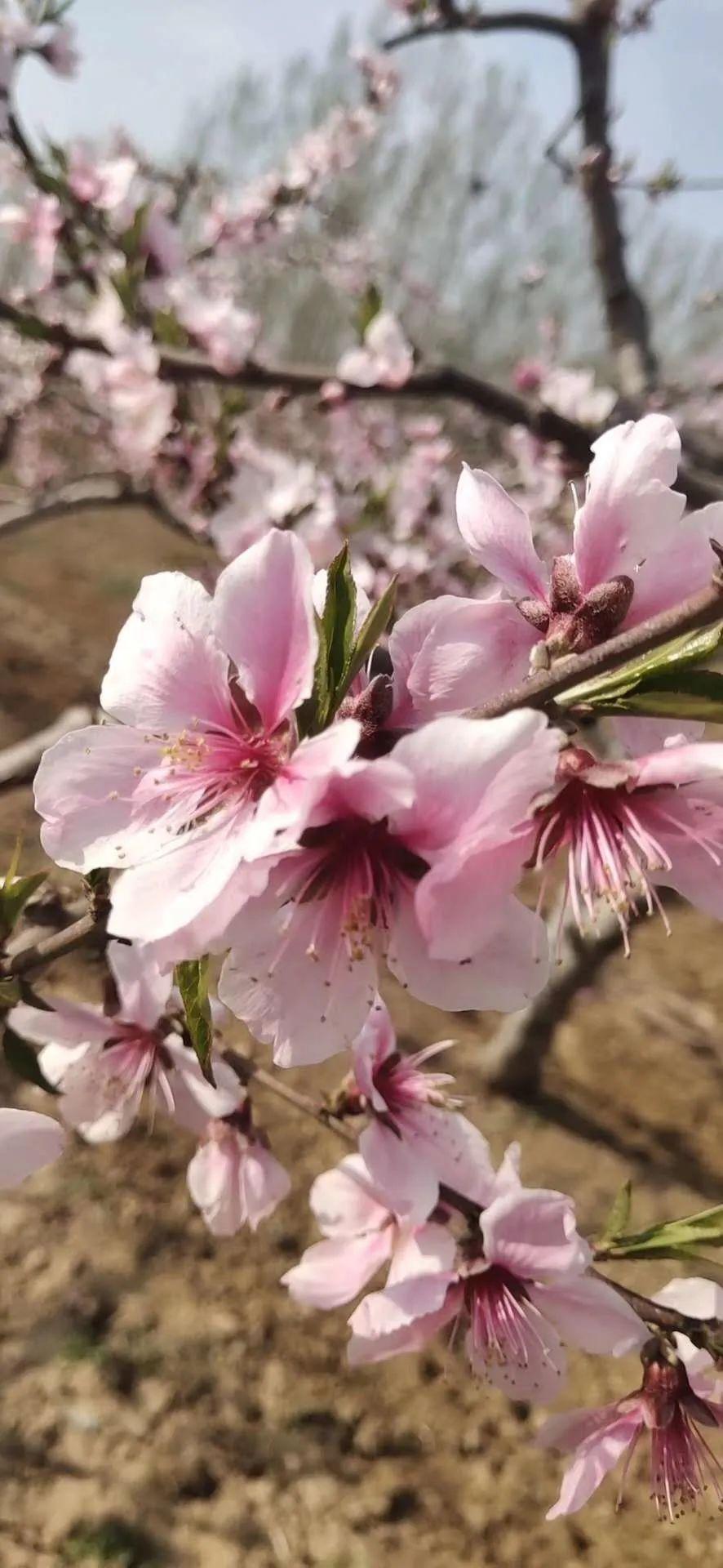 内黄桃花图片