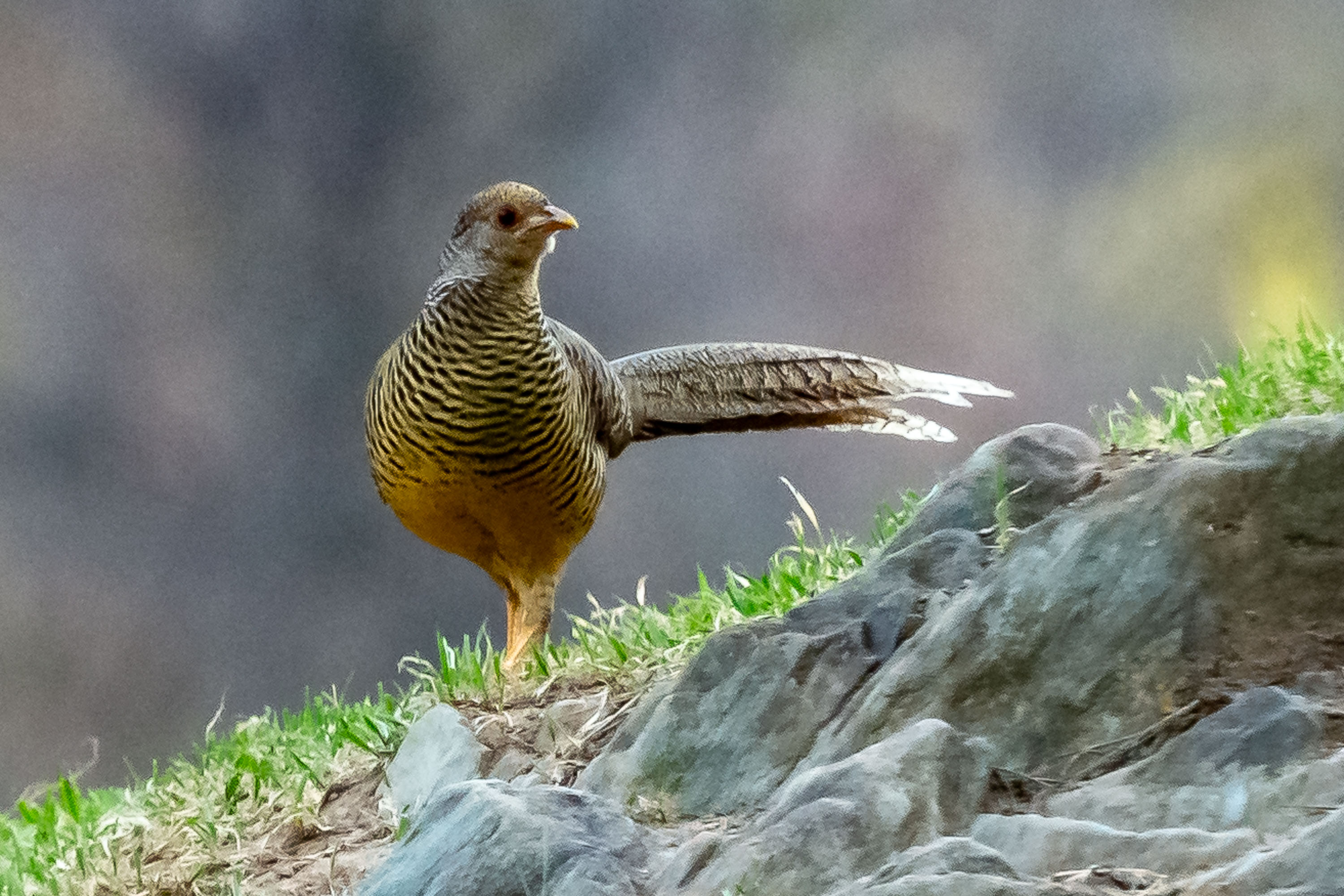 雄性红腹锦鸡羽色华丽,头具金黄色丝状羽冠,全身羽毛颜色互相衬托,赤
