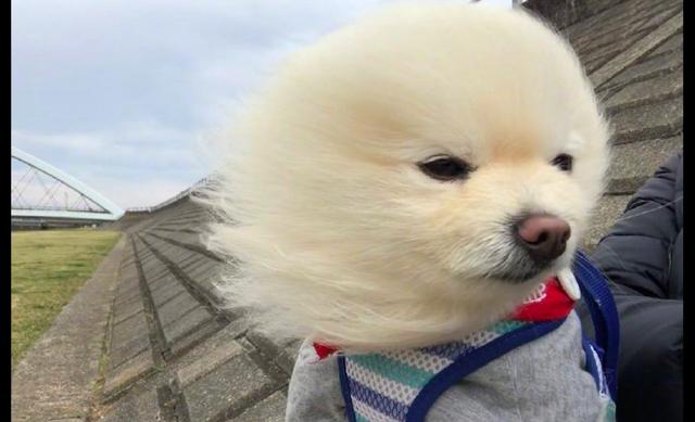 网友带博美去散步遇到大风它的毛发都被吹直了狗吹啊吹啊