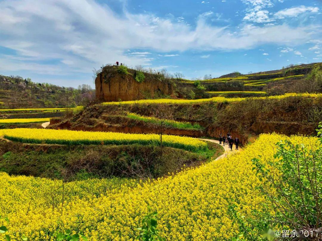 新密袁庄乱石坡油菜花海梯田美翻了!可以赏花啦!