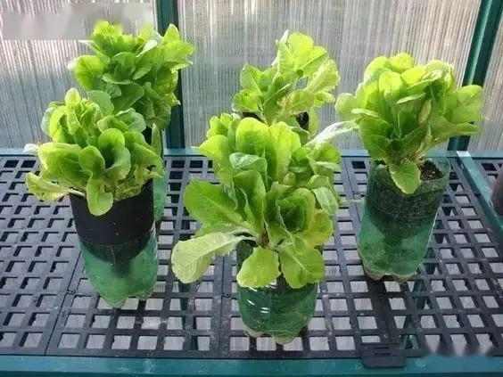 这个春天用塑料瓶种菜自给自足每个人都可以学会