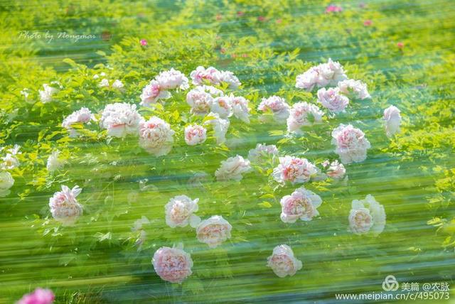 云上赏牡丹,手机刷满屏,100幅洛阳牡丹摄影作品_国色