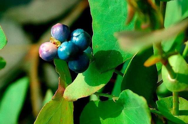 原创山沟里一种叶上彩果以前是放牛娃的玩具如今难见到稀罕