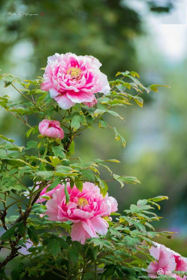 云上赏牡丹手机刷满屏100幅洛阳牡丹摄影作品