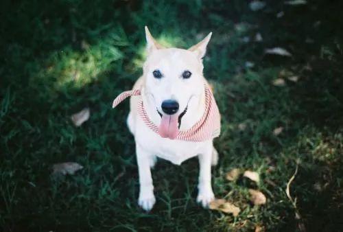 这只世上最花心的流浪狗用笑容治愈了世间的一切不美好