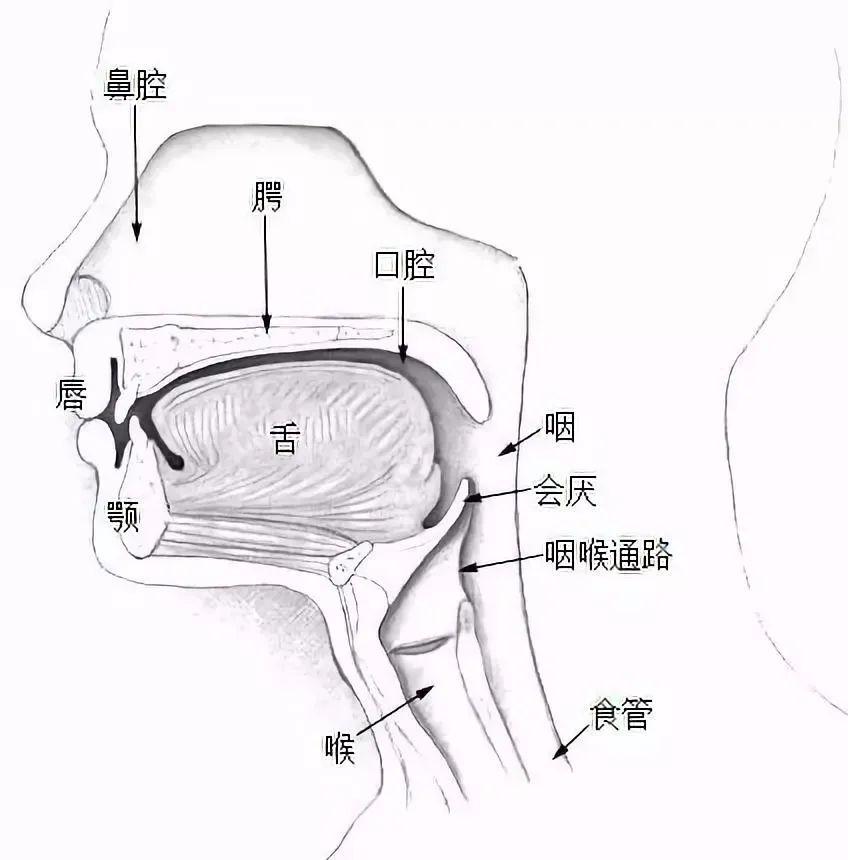 咽结构图解剖图高清图片