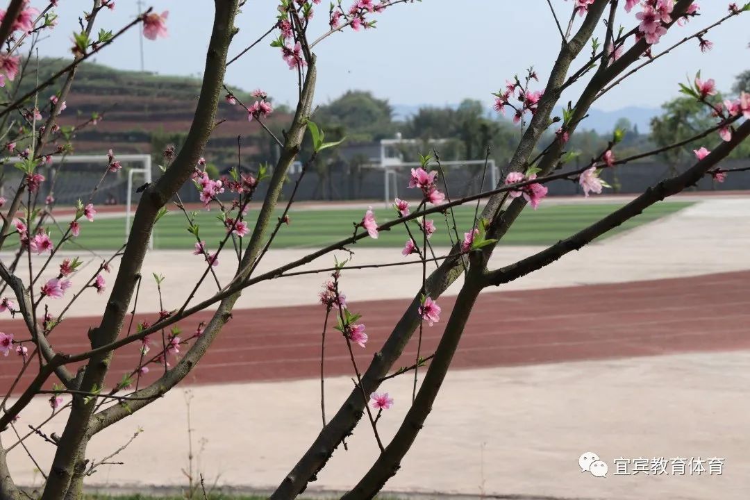 希望小学长宁中学江安县川师大实验外国语学校叙州区一中叙州二中南溪