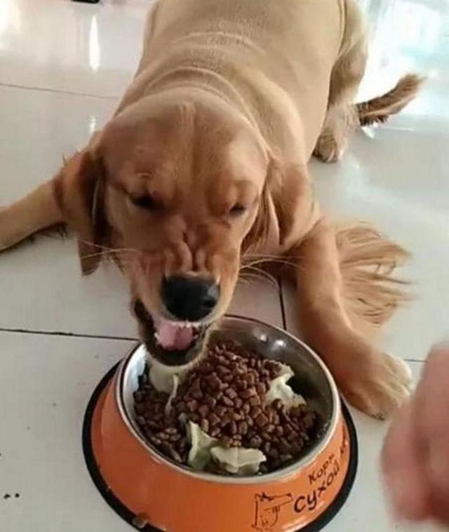 不要以暴制暴改正狗狗护食行为教你4个小妙招