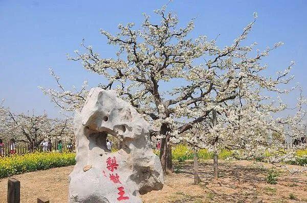 冠州梨园旅游风景区位于山东省冠县兰沃乡韩路村北,景区面积达3万亩.