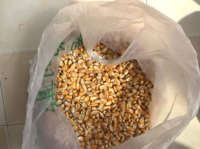 「自制鱼饵」大鱼克星——老玉米发酵窝料