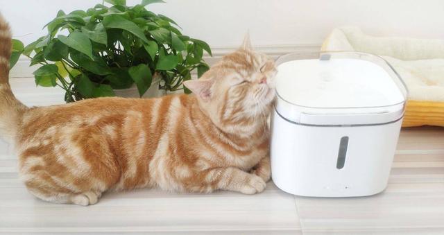 小米众筹宠物智能饮水机方便了你健康了宠物