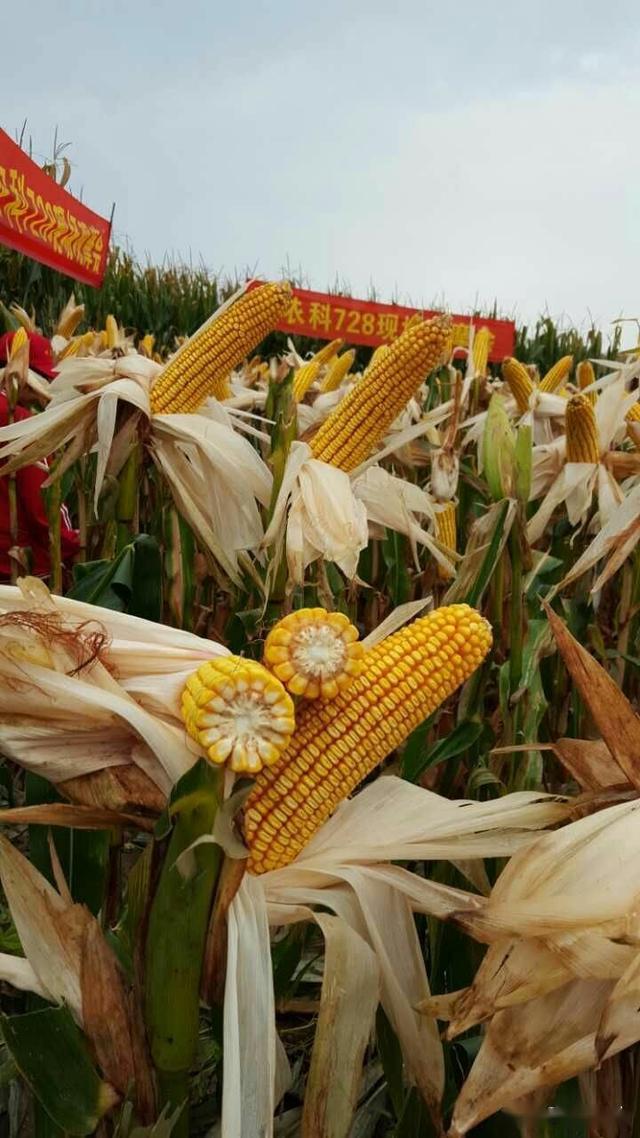 品种简介品种主要特性(1)生育期早:京农科728在黄淮海夏玉米区种植