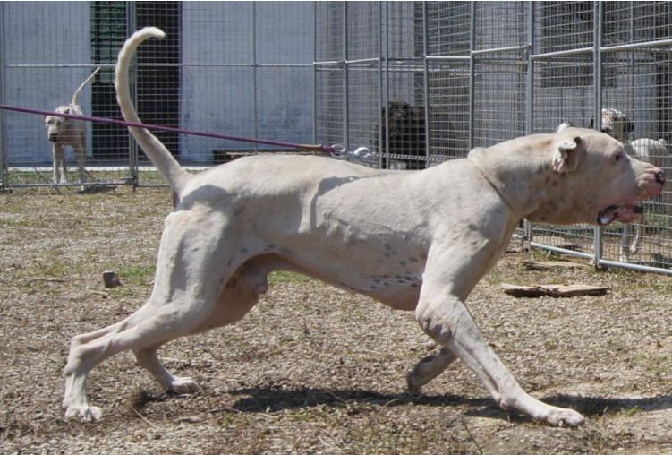 因库达犬是多个犬种杂交的品种,所以体型差异较大
