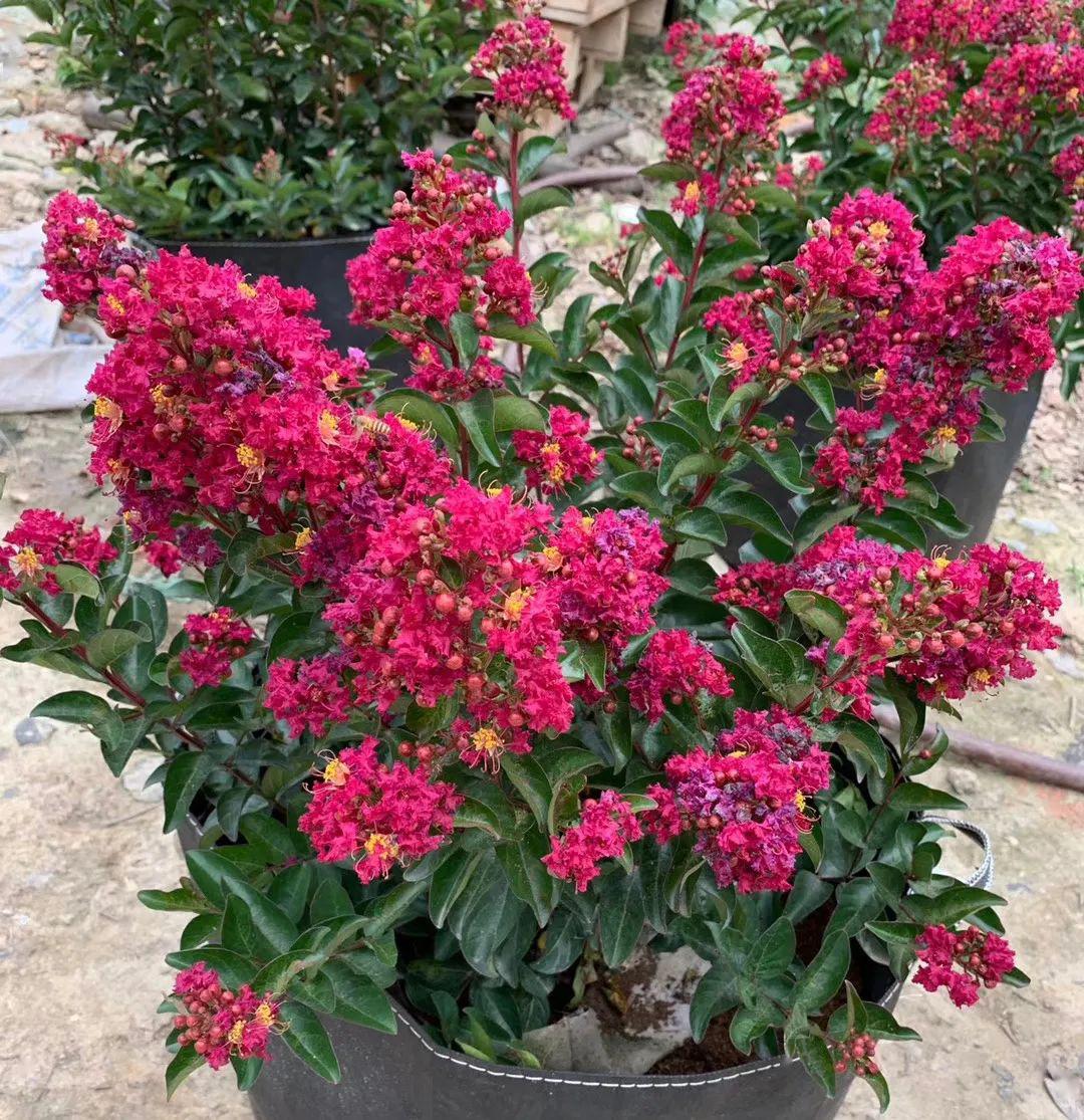 中国传统紫薇之美与紫薇形态分类