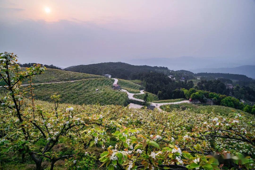长寿700多亩梨花雪太惊艳黄草山要火了