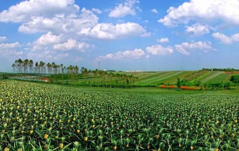 壮观甜蜜的香气广东徐闻菠萝的海迎丰收你们去过了吗