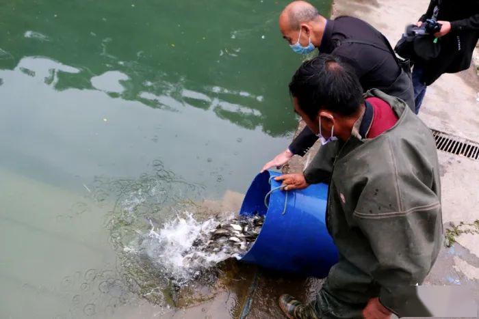 沮河又放鱼苗了求求钓鱼人放过它们吧