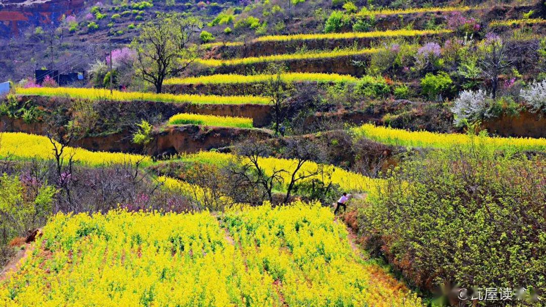 新密油菜花旅游景点图片