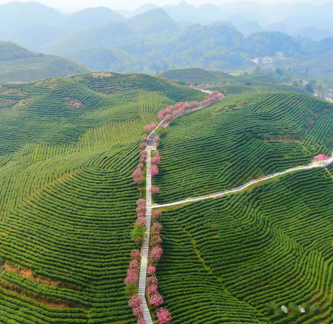 惠水:茶园樱花美如画 春光明媚等您来