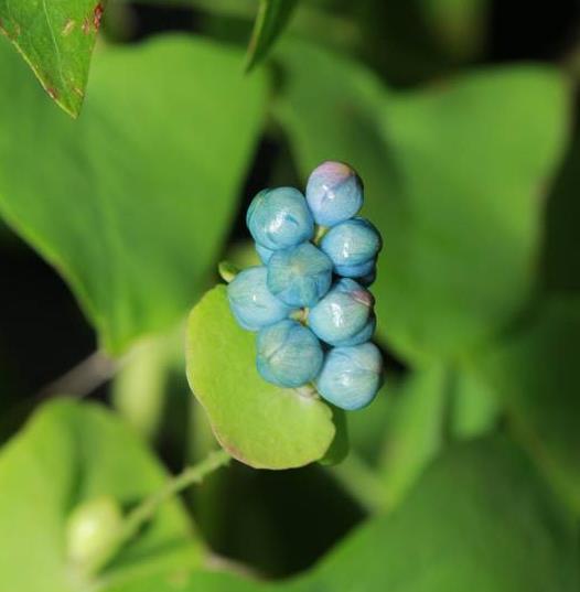 原创山沟里一种叶上彩果以前是放牛娃的玩具如今难见到稀罕