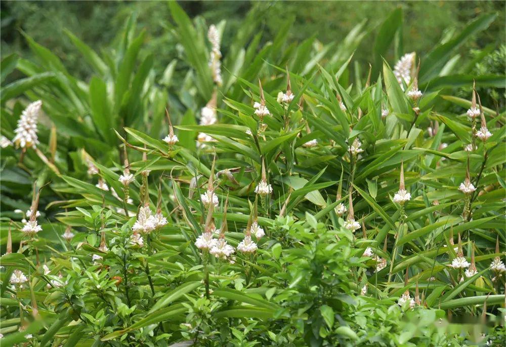 草寇益智花开正浓美丽乡村再添靓丽风景