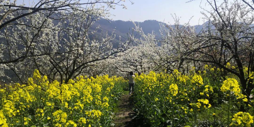 大邑县旅游景点看花图片