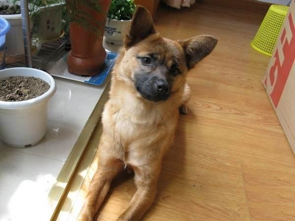 秋灵诚黄犬静如同一尊活的艺术雕像与你心心相通