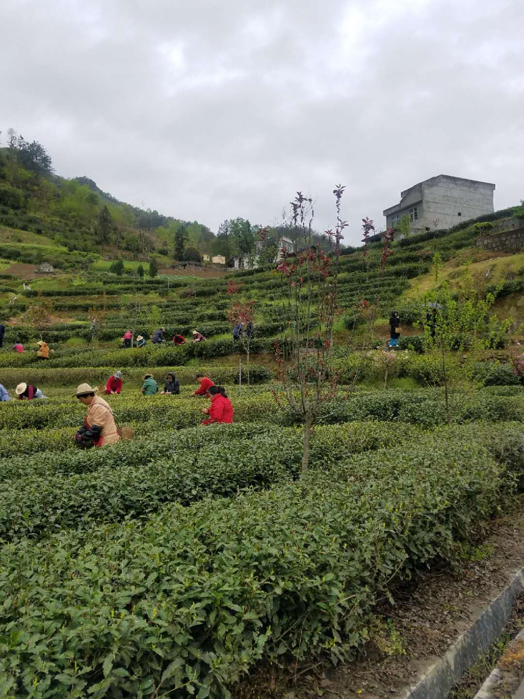 大竹园春深云翠 蒿坪河新茶采青