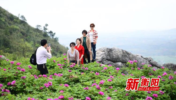 阳春三月好踏青快去常宁市西岭铜排村牡丹花海里浪吧