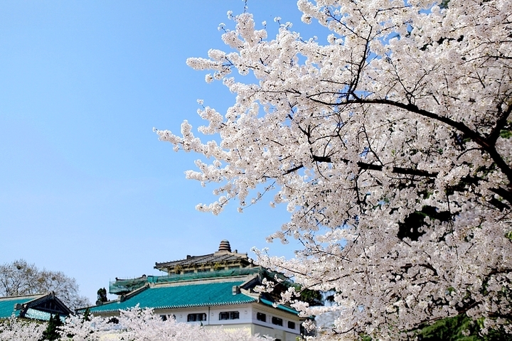 日本武道馆樱花图片