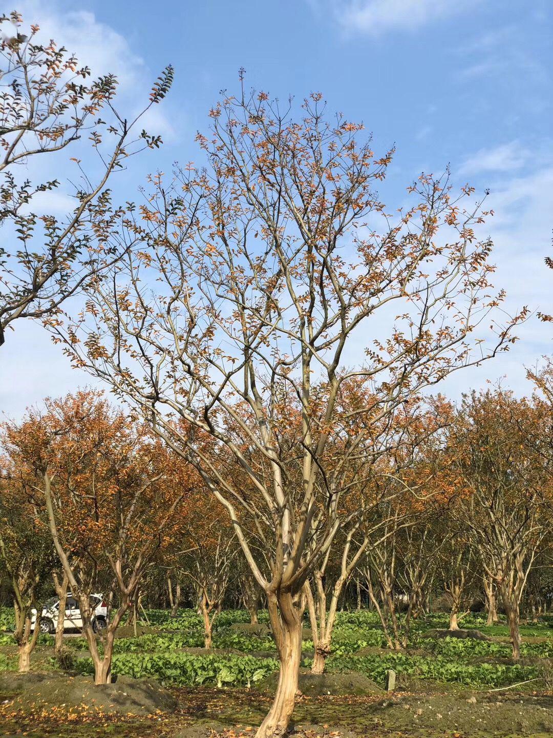 中国传统紫薇之美与紫薇形态分类