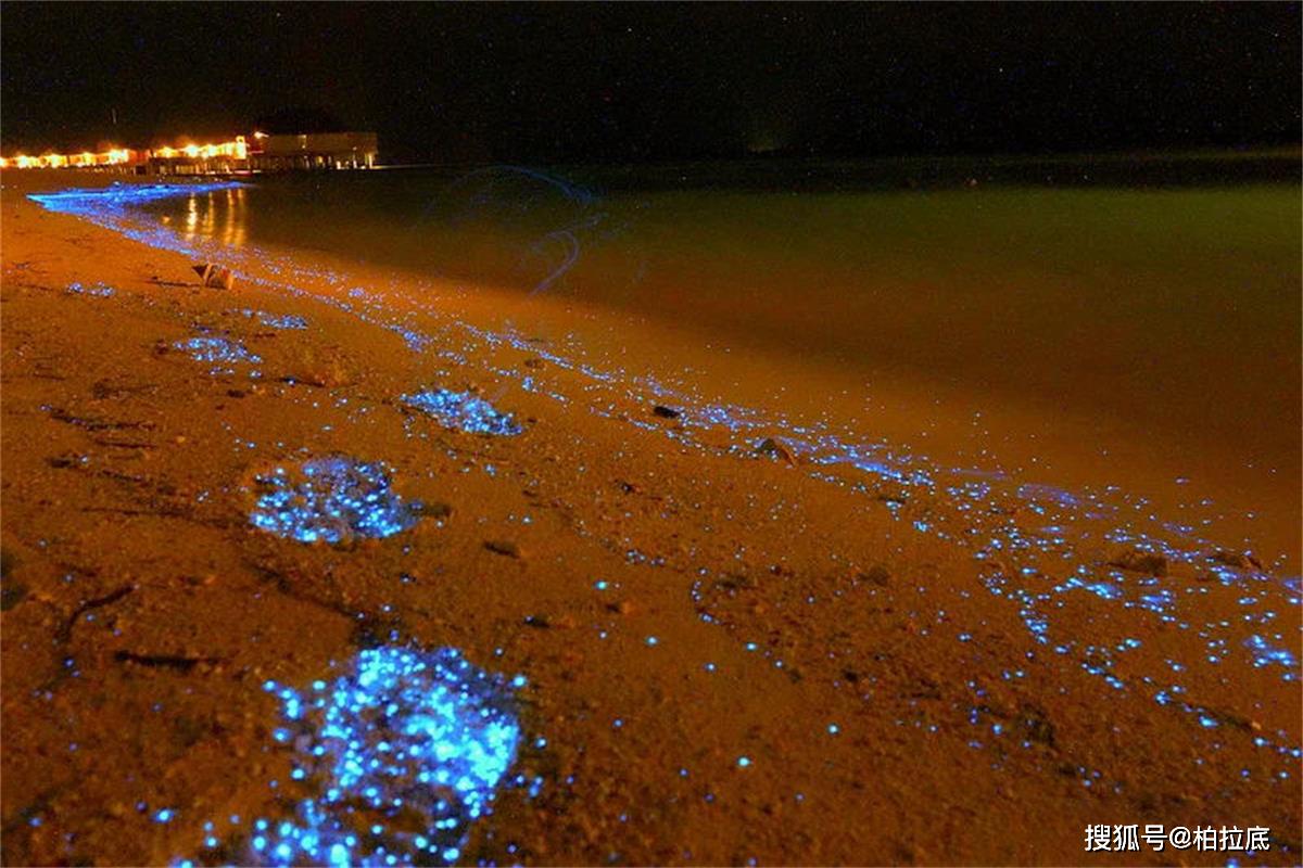 原创自然瑰宝马尔代夫的荧光海滩