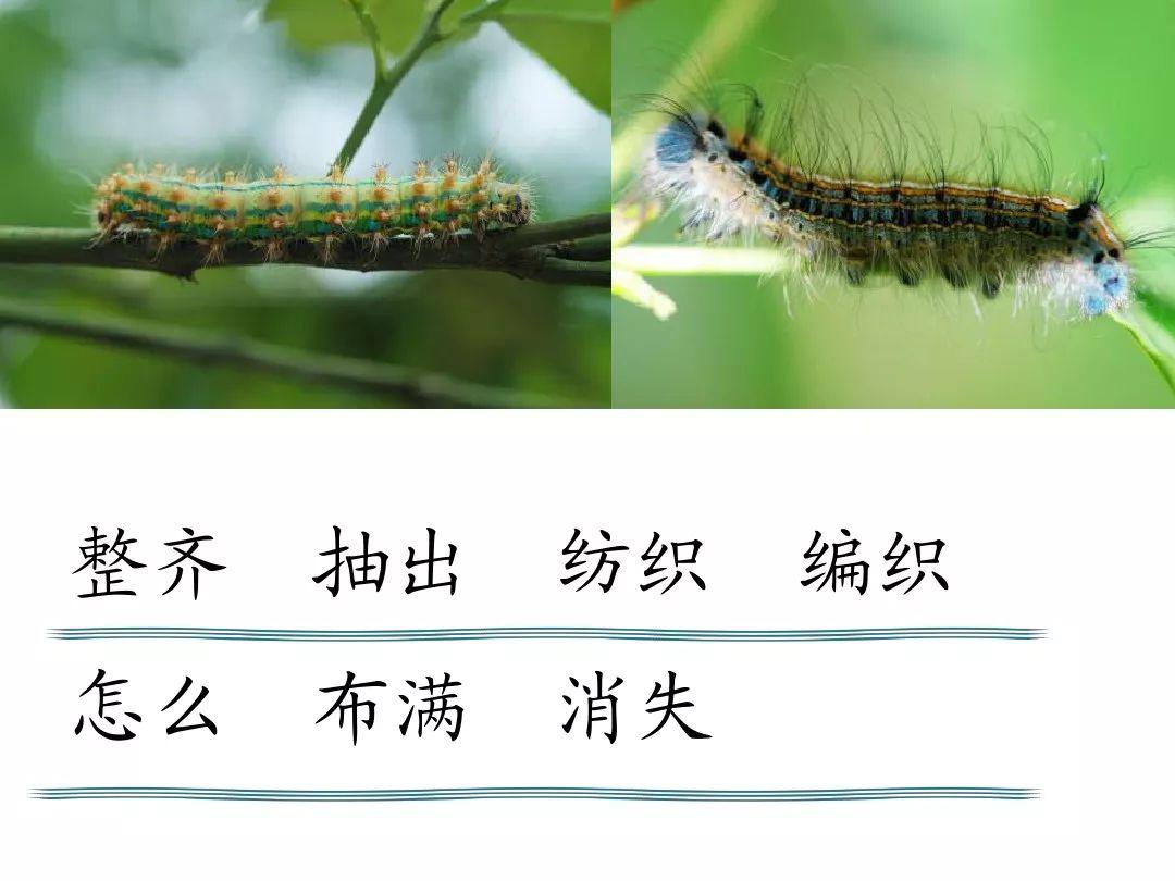 宅家语文课丨部编版二年级下册课文22《小毛虫》