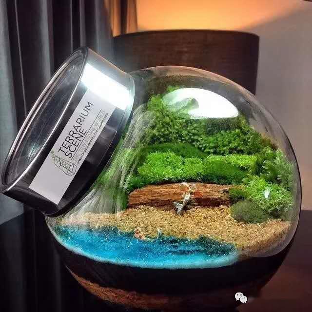 据说国外有人做得好的生态瓶,加入了小虫子和蚯蚓,还有细菌,里面的水