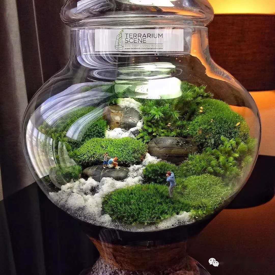 据说国外有人做得好的生态瓶,加入了小虫子和蚯蚓,还有细菌,里面的水