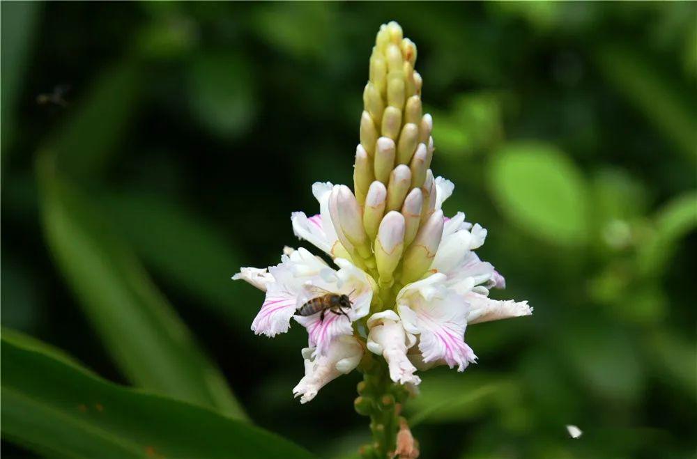 草寇益智花开正浓美丽乡村再添靓丽风景