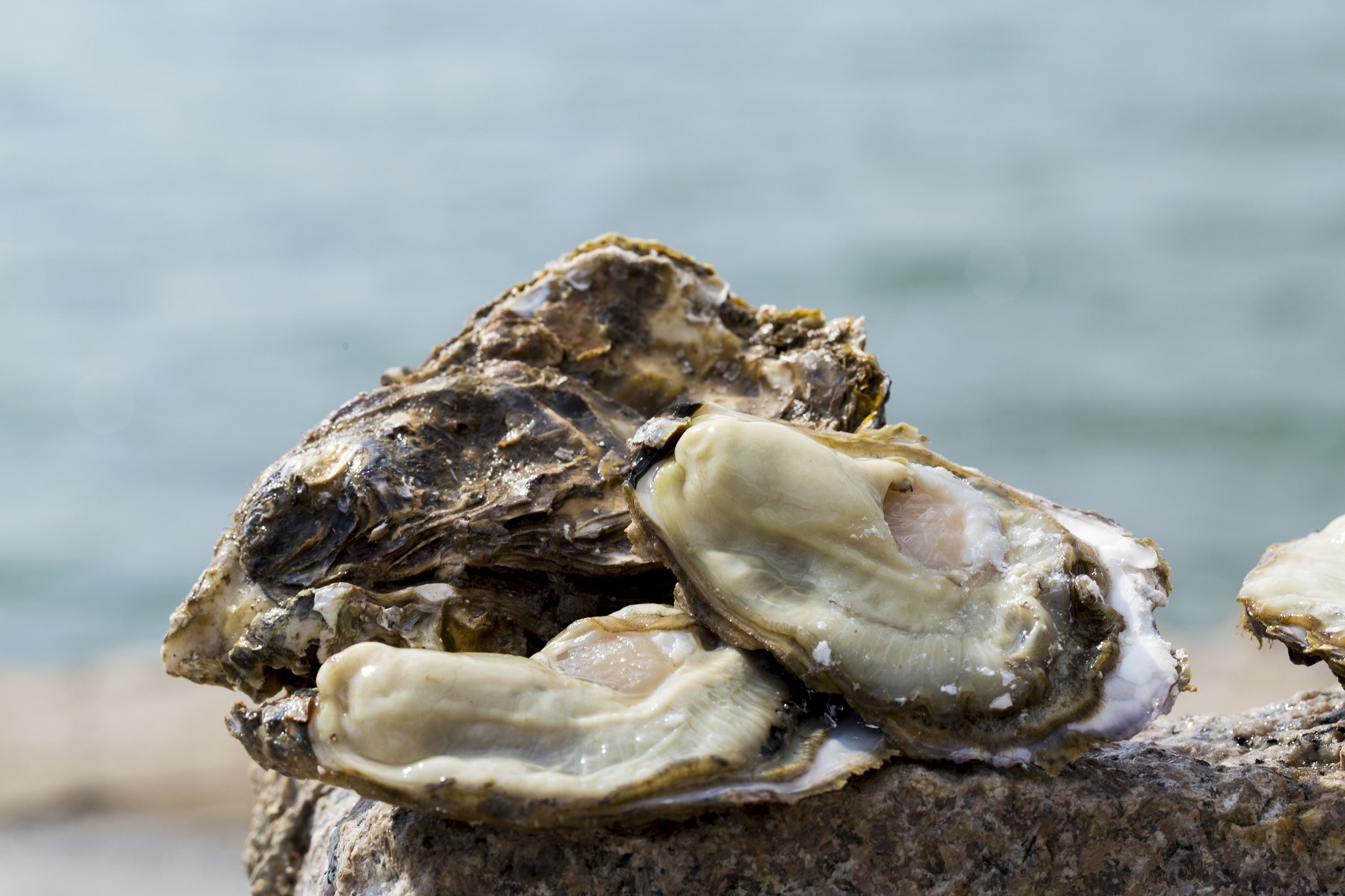 美味的海鲜就挂在礁石上带上工具一起去撬生蚝