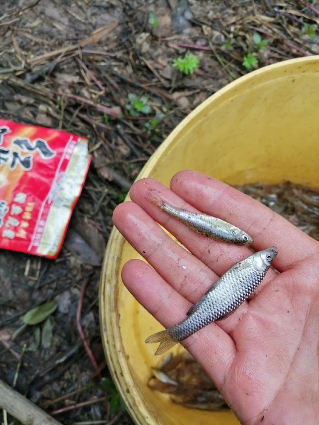 這個時候,往往是群英薈萃,八方來客,小鰟鮍魚,小麥穗,小小魚,反正一些