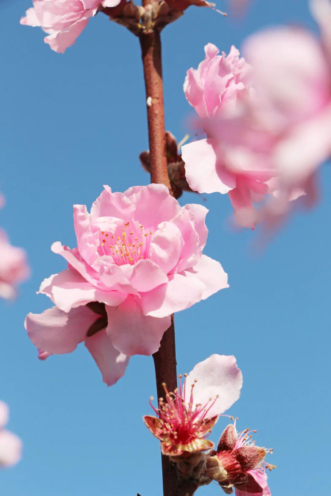 航天城里百花香西昌的桃花源花开成景花落成诗