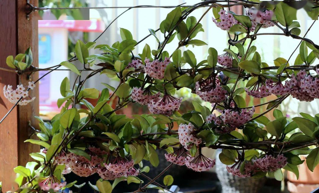 2,室内花墙,随便凹造型球兰喜半阴凉,湿度适合的气候,反而室外暴晒的