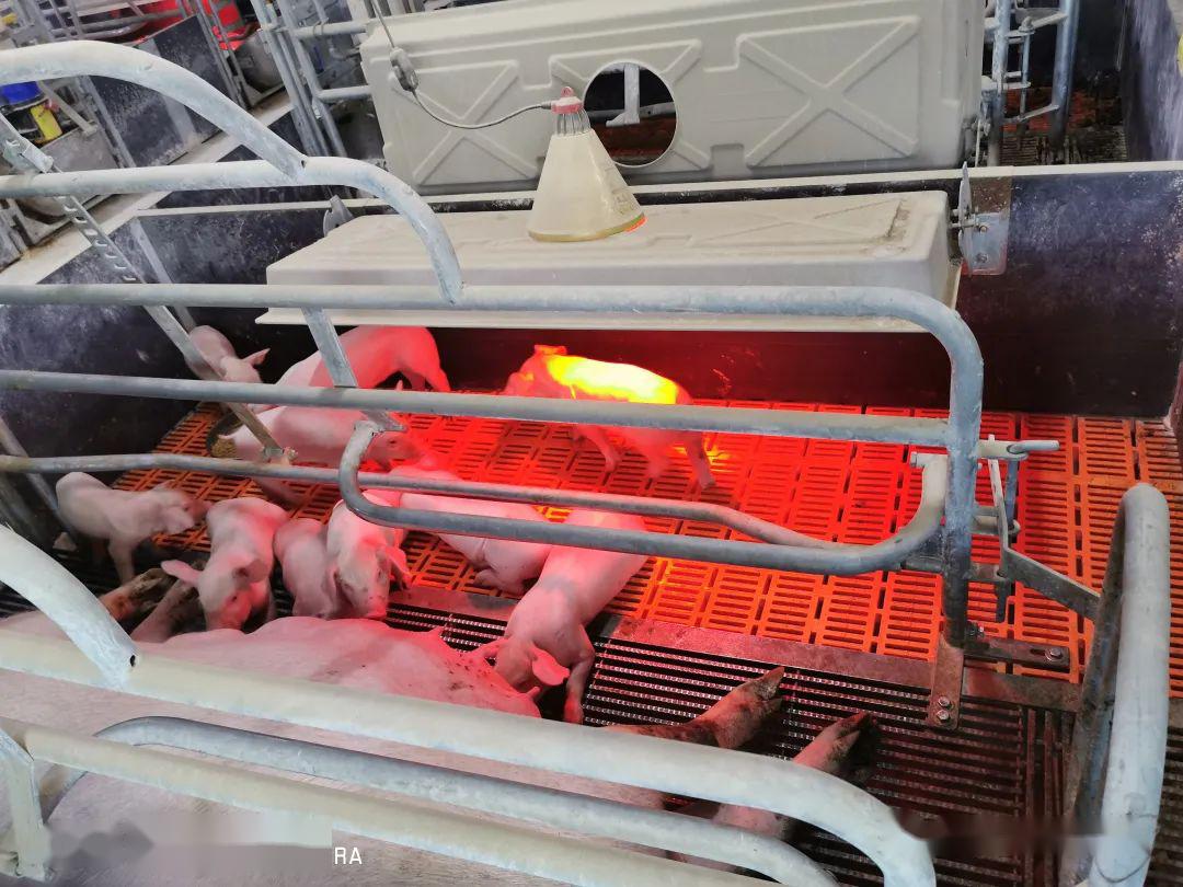 产房接产规范流程_仔猪