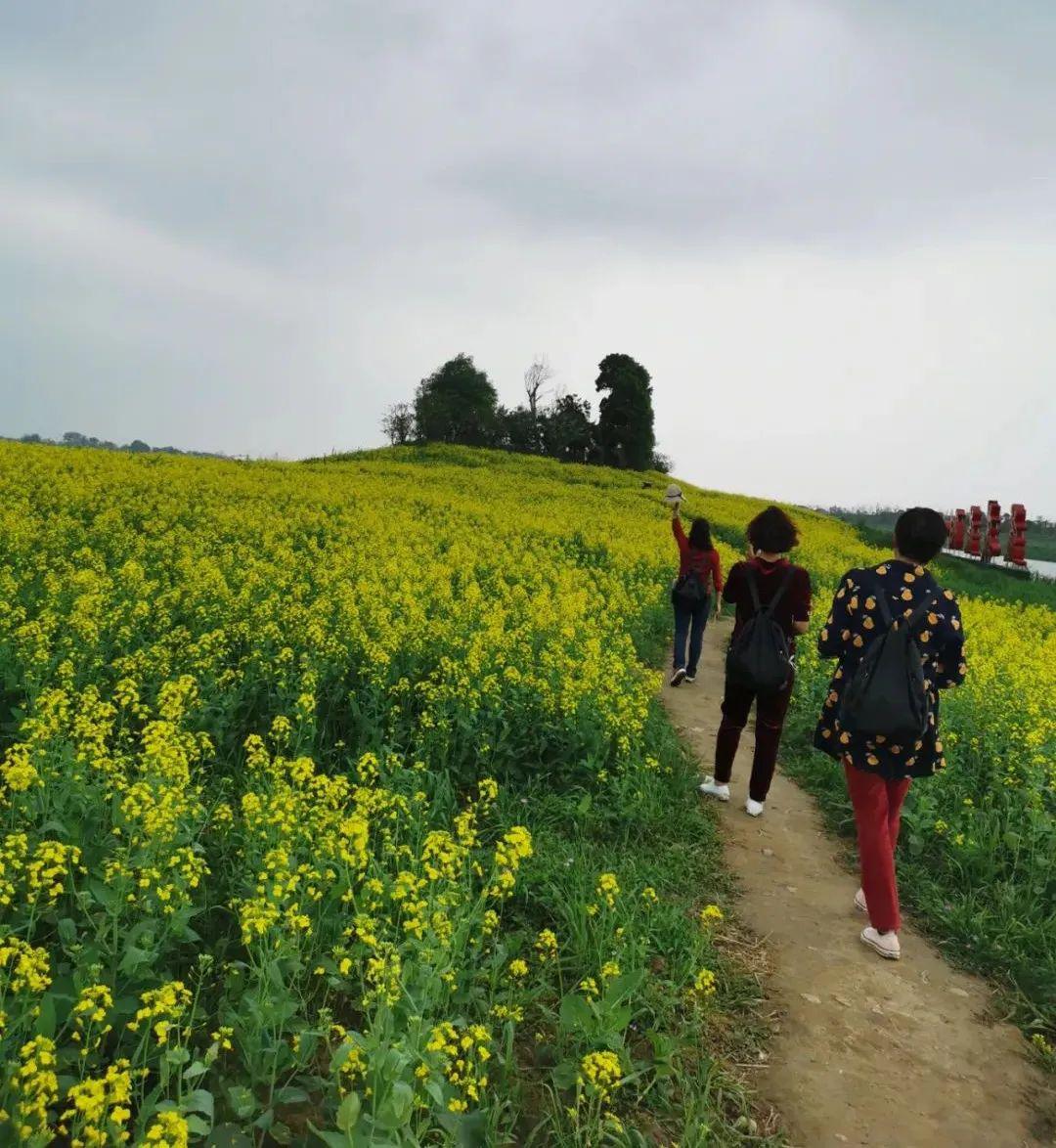 十洲公園別樣的油菜花海成為遊客的網紅打卡地