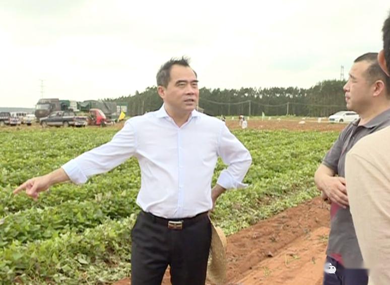 遂溪县委书记余庆创直播带货遂溪红薯助农增收