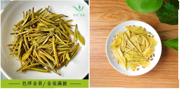 黄金芽喝白茶哪个档次高