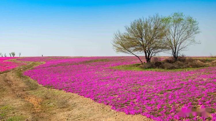 汝州市硕平花海图片