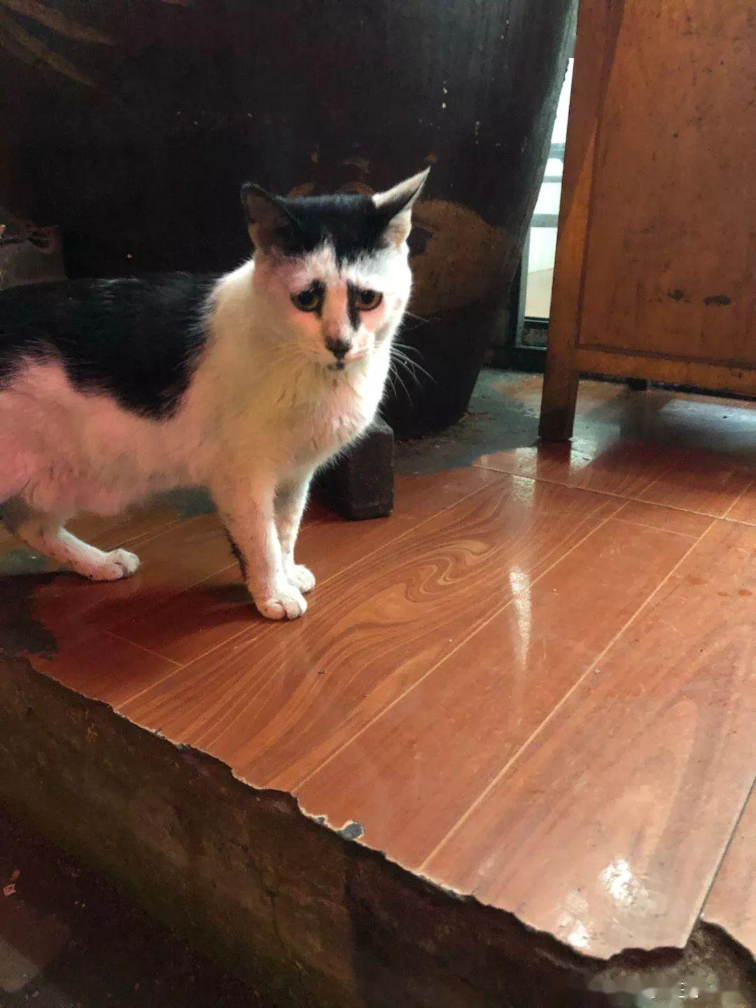 丑猫丑狗大赛实在吸不动惹