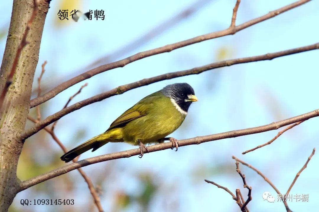 12《鸬鹚荆州菱角湖观鸟》绿衣棕发白胡须,也把搞怪当有趣