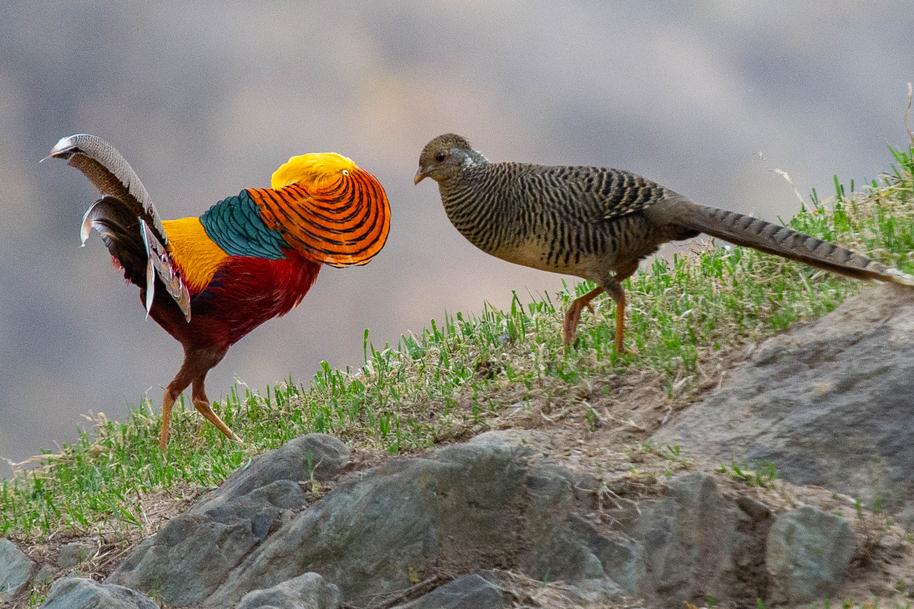 原创原来它们就是金鸡报晓的金鸡雄雌外观区别大公艳母灰