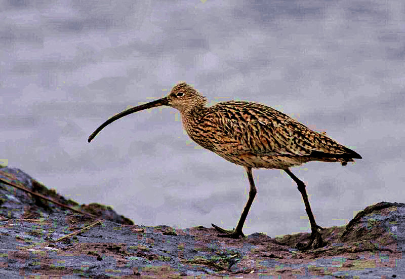 原创走去丹东看永不停歇飞行的鸟